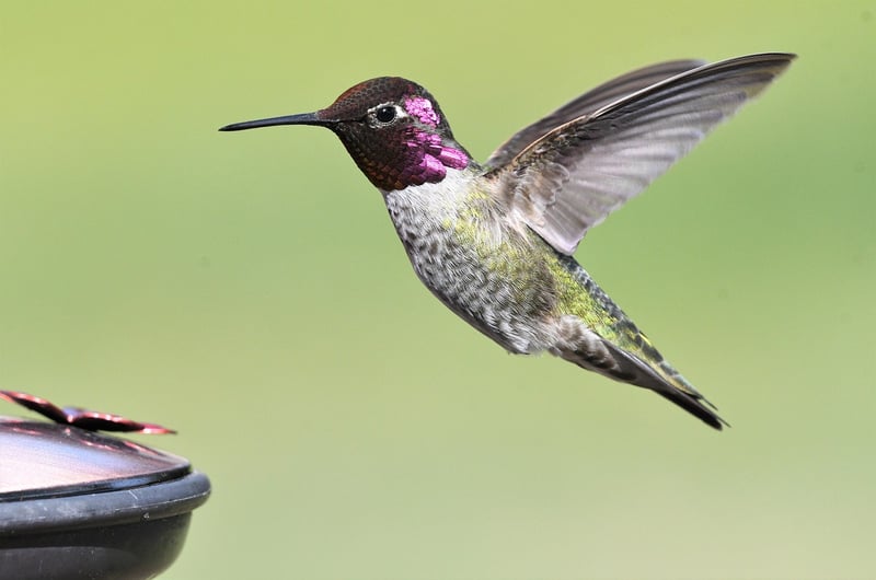DIY Bird Feeder